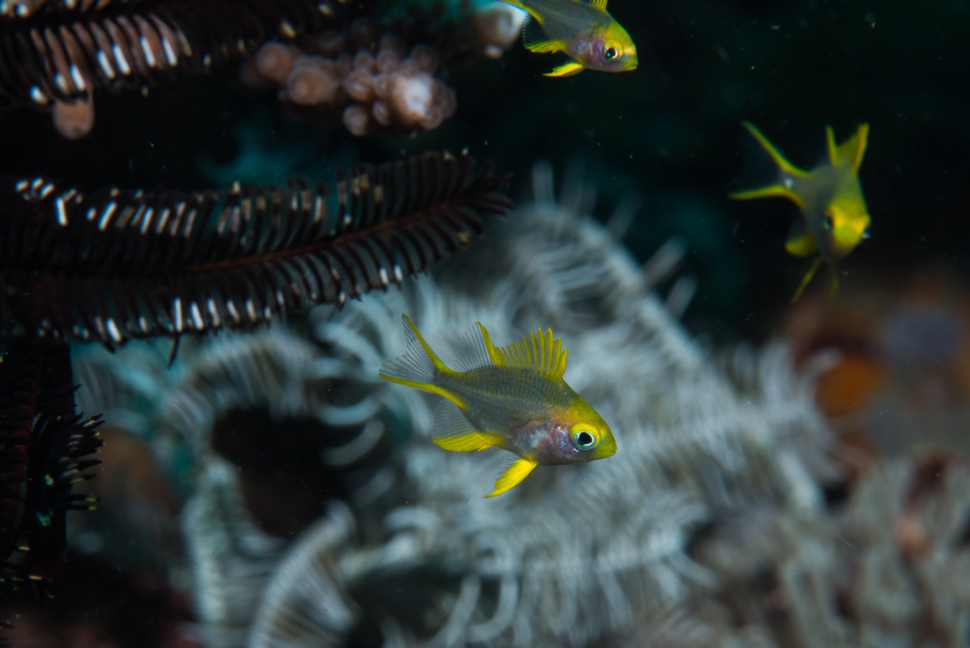 Diving In Philippines